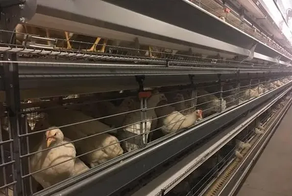 蛋鸡养殖自动化主要设备 | 妙招大全