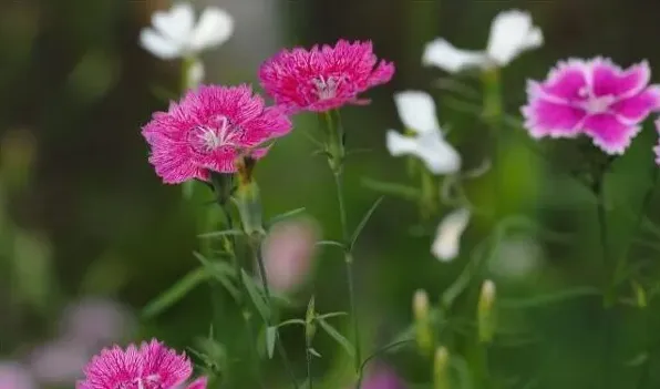 石竹花功效 | 生活常识