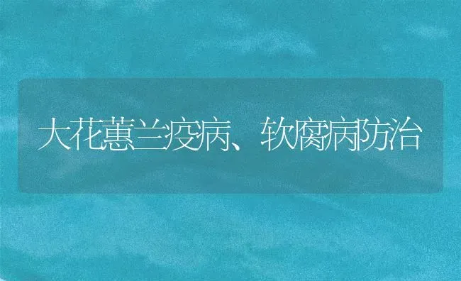 大花蕙兰疫病、软腐病防治 | 养殖知识