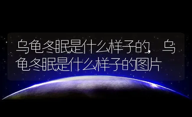 乌龟冬眠是什么样子的,乌龟冬眠是什么样子的图片 | 养殖科普