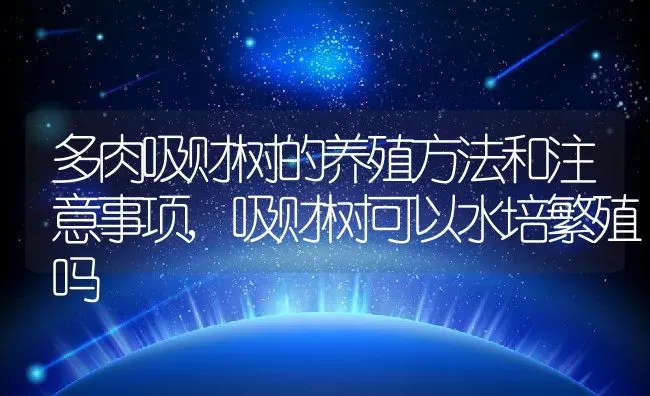 多肉吸财树的养殖方法和注意事项,吸财树可以水培繁殖吗 | 养殖学堂