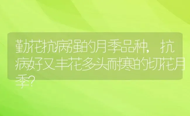 勤花抗病强的月季品种,抗病好又丰花多头耐寒的切花月季？ | 养殖科普