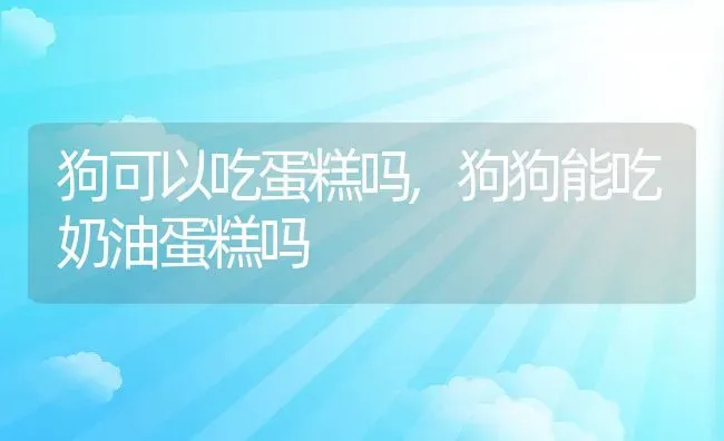 狗可以吃蛋糕吗,狗狗能吃奶油蛋糕吗 | 养殖科普