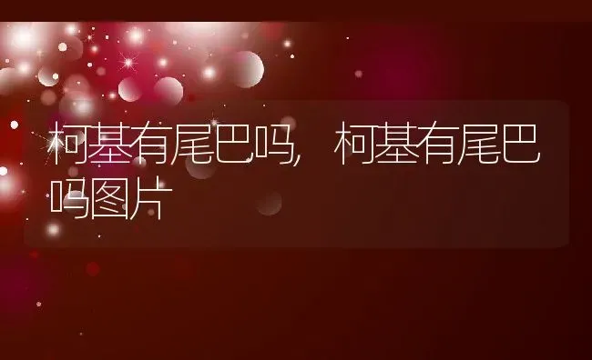 柯基有尾巴吗,柯基有尾巴吗图片 | 养殖科普