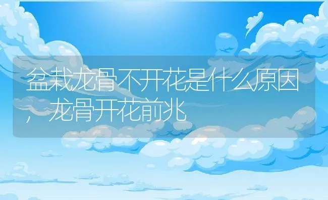 盆栽龙骨不开花是什么原因,龙骨开花前兆 | 养殖学堂