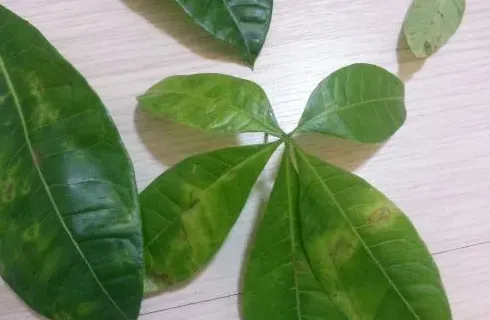 发财树叶子发黄怎么回事,发财树叶子发黄什么原因怎么办？