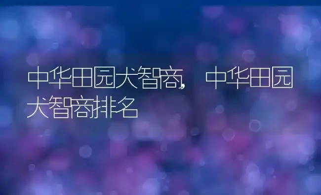 中华田园犬智商,中华田园犬智商排名 | 养殖科普