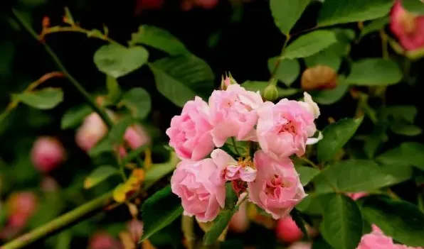 木香花和蔷薇花的区别 | 常识大全