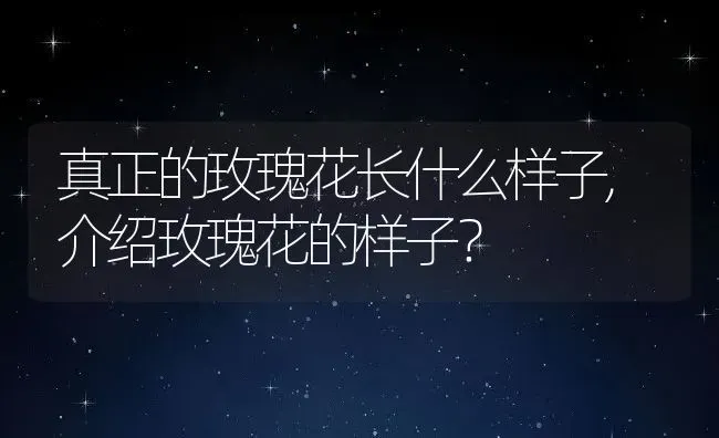 真正的玫瑰花长什么样子,介绍玫瑰花的样子？ | 养殖学堂