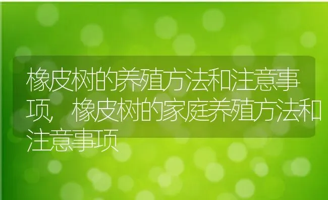 橡皮树的养殖方法和注意事项,橡皮树的家庭养殖方法和注意事项 | 养殖学堂