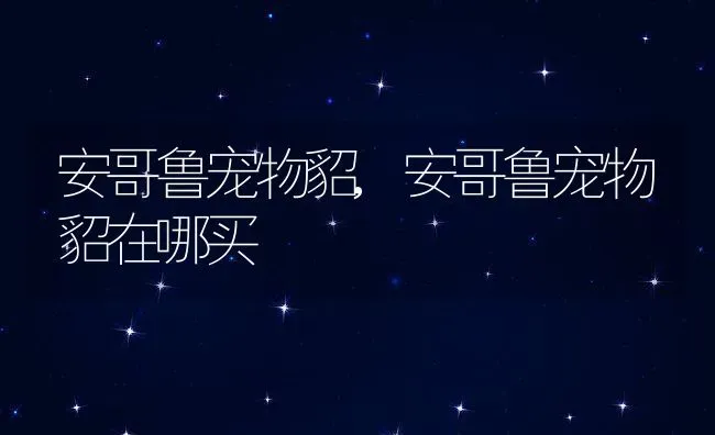 安哥鲁宠物貂,安哥鲁宠物貂在哪买 | 养殖资料