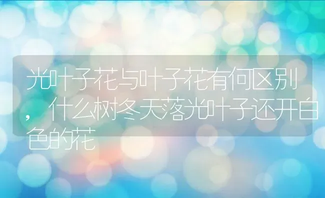光叶子花与叶子花有何区别,什么树冬天落光叶子还开白色的花 | 养殖学堂