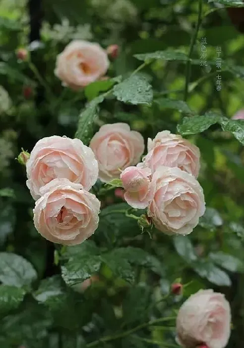 月季的种子能直接种吗,月季花的种子能种活吗？