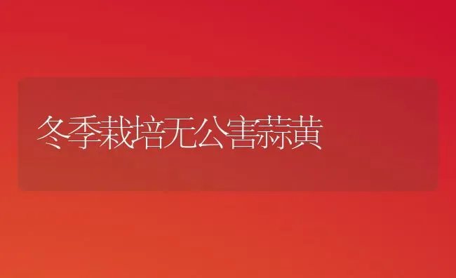 冬季栽培无公害蒜黄 | 养殖技术大全