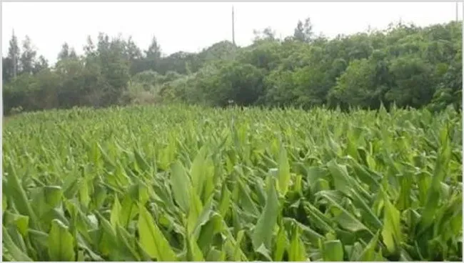 姜黄种植需要注意什么 | 生活常识