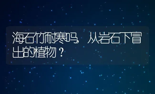 海石竹耐寒吗,从岩石下冒出的植物？ | 养殖科普