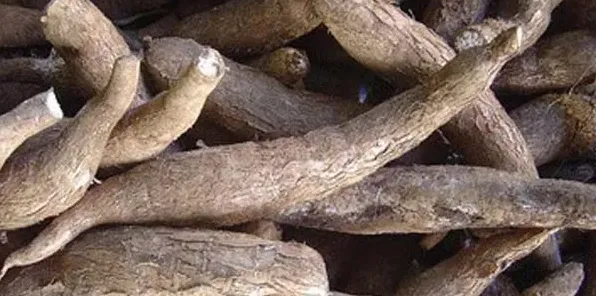 高产木薯需要掌握的种植技巧有哪些？ | 生活妙招