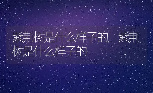 紫荆树是什么样子的,紫荆树是什么样子的 | 养殖科普