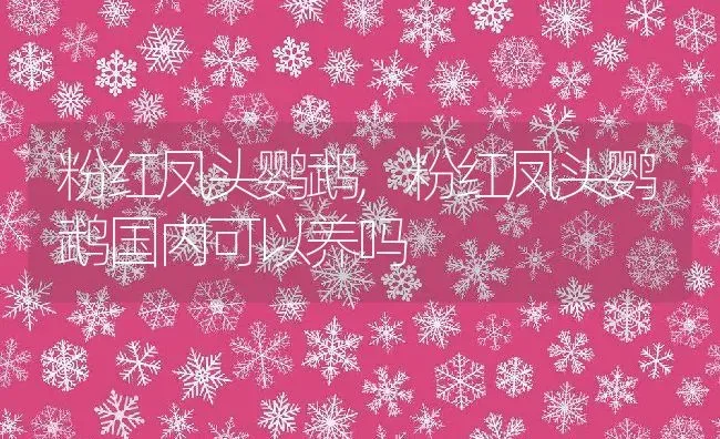 粉红凤头鹦鹉,粉红凤头鹦鹉国内可以养吗 | 养殖资料