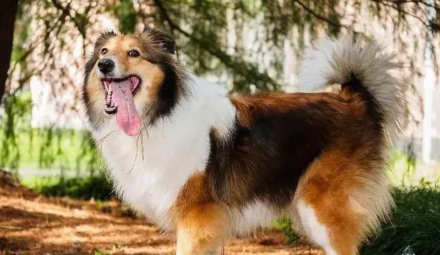 狗狗智商排名前十,智商排名前十的狗狗？