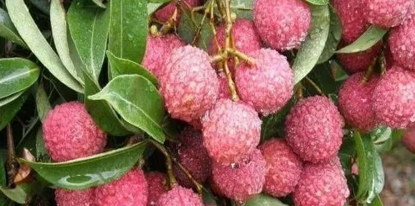 蒂蛀虫对荔枝有哪些危害?果农要如何进行防治处理? | 生活妙招