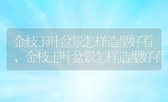 金枝玉叶盆景怎样造型好看,金枝玉叶盆景怎样造型好看 | 养殖科普