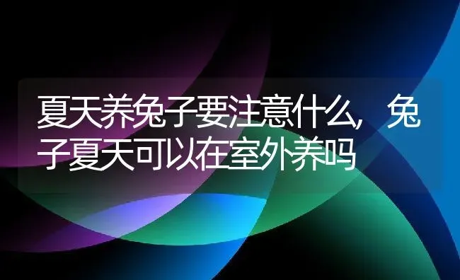 夏天养兔子要注意什么,兔子夏天可以在室外养吗 | 养殖学堂