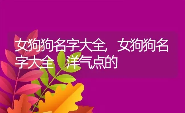 女狗狗名字大全,女狗狗名字大全 洋气点的 | 养殖科普