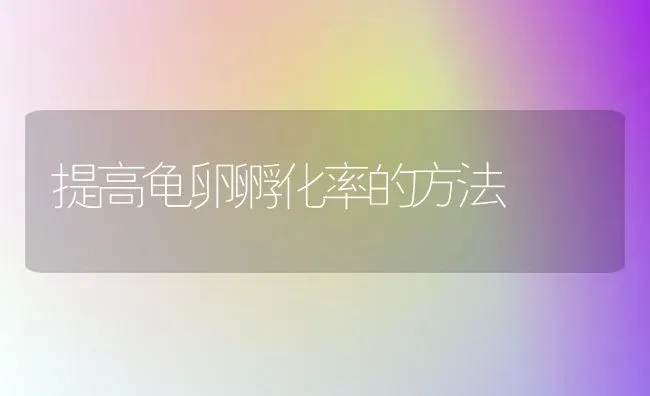 提高龟卵孵化率的方法 | 养殖技术大全
