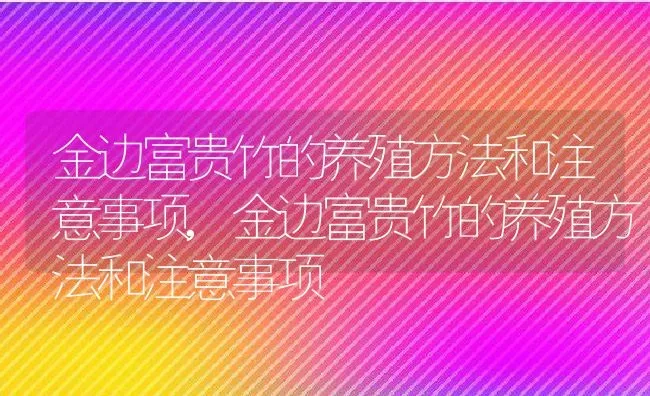 金边富贵竹的养殖方法和注意事项,金边富贵竹的养殖方法和注意事项 | 养殖科普