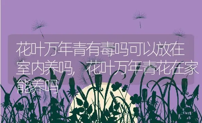 花叶万年青有毒吗可以放在室内养吗,花叶万年青花在家能养吗 | 养殖学堂