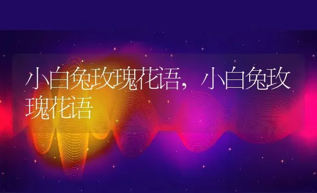 小白兔玫瑰花语,小白兔玫瑰花语 | 养殖科普