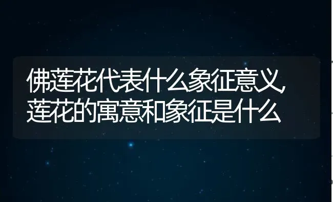 佛莲花代表什么象征意义,莲花的寓意和象征是什么 | 养殖学堂