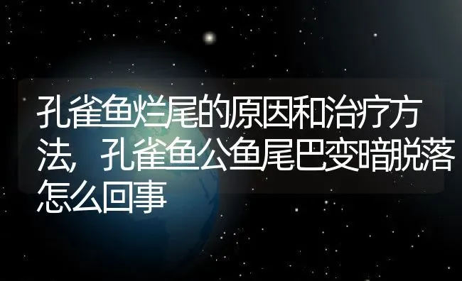 孔雀鱼烂尾的原因和治疗方法,孔雀鱼公鱼尾巴变暗脱落怎么回事 | 养殖学堂