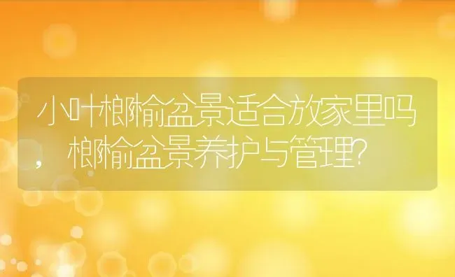 小叶榔榆盆景适合放家里吗,榔榆盆景养护与管理？ | 养殖科普