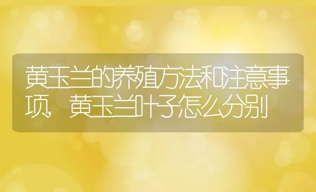 黄玉兰的养殖方法和注意事项,黄玉兰叶子怎么分别 | 养殖学堂