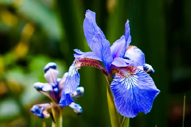 鸢尾花的花语是什么?,鸢尾花的花语永恒的爱？