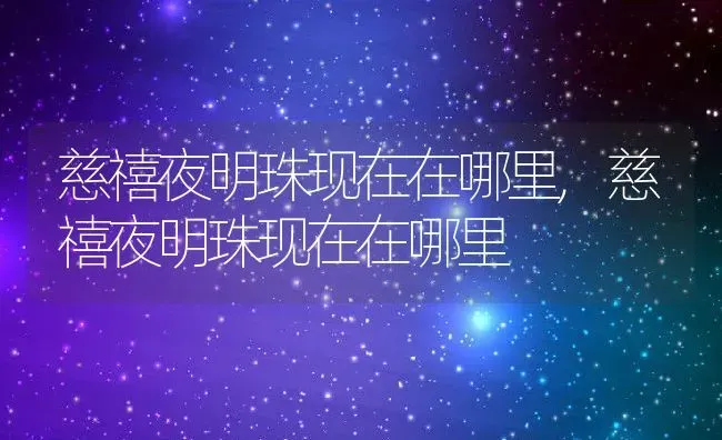 慈禧夜明珠现在在哪里,慈禧夜明珠现在在哪里 | 养殖科普