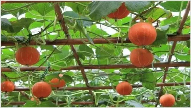 南瓜的种植条件 | 生活妙招