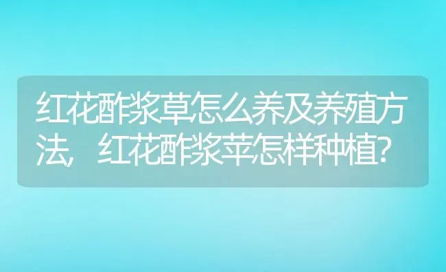红花酢浆草怎么养及养殖方法,红花酢浆苹怎样种植？ | 养殖科普