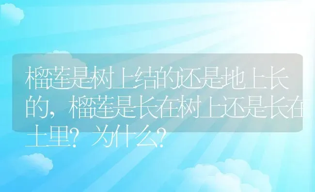 榴莲是树上结的还是地上长的,榴莲是长在树上还是长在土里？为什么？ | 养殖科普