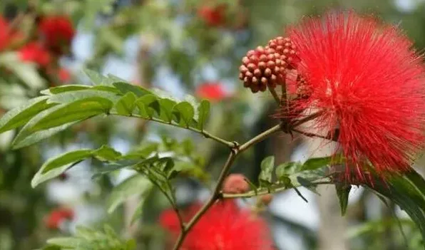 朱缨花和合欢花的区别 | 生活妙招