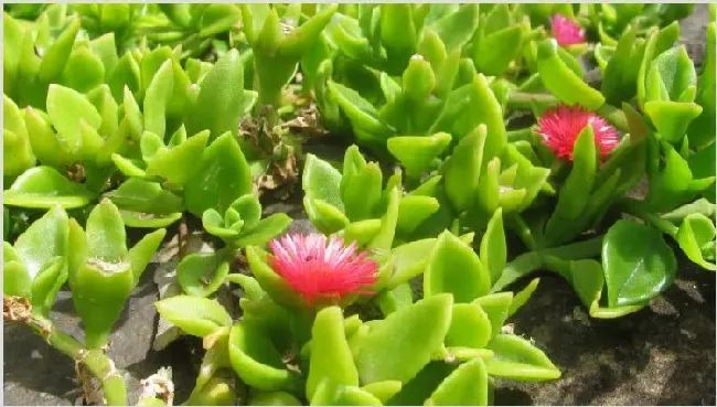 心叶日中花怎么爆盆 | 农广天地