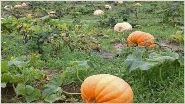 南瓜的种植条件 | 生活妙招
