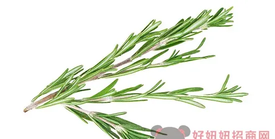 迷迭香是什么东西,“迷迭香”是什么?