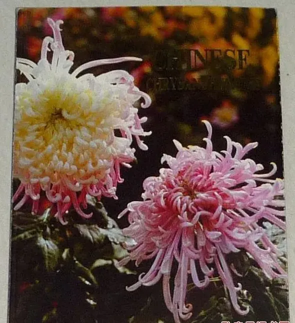菊花的英语怎么读,菊花的英文读法？