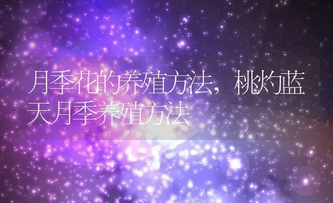 月季花的养殖方法,桃灼蓝天月季养殖方法 | 养殖学堂
