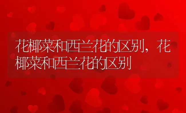 花椰菜和西兰花的区别,花椰菜和西兰花的区别 | 养殖科普