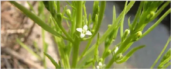 青龙草怎么繁殖 | 三农知识