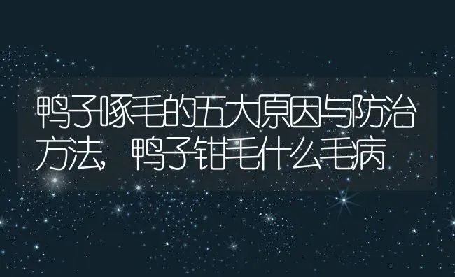 鸭子啄毛的五大原因与防治方法,鸭子钳毛什么毛病 | 养殖学堂